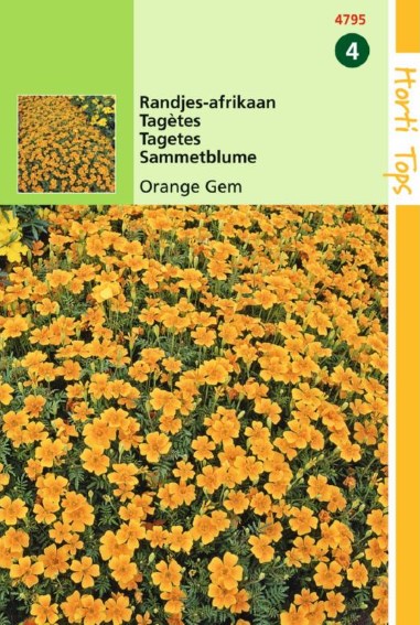 Randjesafrikaan Orange Gem (Tagetes tenuifolia) 900 zaden